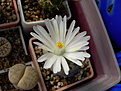 Нажмите на изображение для увеличения.

Название:	lithops3.jpg
Просмотров:	167
Размер:	121.6 Кб
ID:	319652