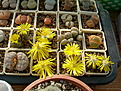 Нажмите на изображение для увеличения.

Название:	lithops4.jpg
Просмотров:	183
Размер:	235.4 Кб
ID:	319653