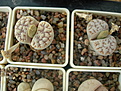 Нажмите на изображение для увеличения.

Название:	lithops5.jpg
Просмотров:	161
Размер:	156.6 Кб
ID:	319654