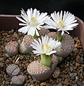 Нажмите на изображение для увеличения.

Название:	Lithops_julii_fulleri.jpg
Просмотров:	176
Размер:	130.3 Кб
ID:	319656