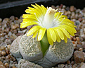 Нажмите на изображение для увеличения.

Название:	Lithops_localis_C339.jpg
Просмотров:	158
Размер:	86.0 Кб
ID:	319657