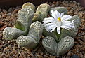 Нажмите на изображение для увеличения.

Название:	Lithops_marmorata_diutina_C260.jpg
Просмотров:	166
Размер:	95.1 Кб
ID:	319658