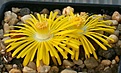 Нажмите на изображение для увеличения.

Название:	Lithops_aucampiae_C334_IMG_9221.jpg
Просмотров:	171
Размер:	71.4 Кб
ID:	319659