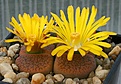 Нажмите на изображение для увеличения.

Название:	Lithops_aucampiae_v_koelemanii_C16_IMG_9226.jpg
Просмотров:	178
Размер:	73.1 Кб
ID:	319660