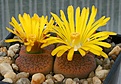 Нажмите на изображение для увеличения.

Название:	Lithops_aucampiae_v_koelemanii_C16_IMG_9226.jpg
Просмотров:	160
Размер:	73.1 Кб
ID:	319660