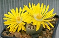 Нажмите на изображение для увеличения.

Название:	Lithops_dorotheae_C300_IMG_9232.jpg
Просмотров:	183
Размер:	68.4 Кб
ID:	319661
