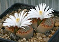 Нажмите на изображение для увеличения.

Название:	Lithops_hallii_v_ochracea_C59_IMG_9236.jpg
Просмотров:	183
Размер:	72.4 Кб
ID:	319662
