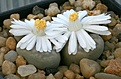 Нажмите на изображение для увеличения.

Название:	Lithops_julii_C205_IMG_9241.jpg
Просмотров:	168
Размер:	62.9 Кб
ID:	319663