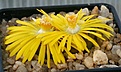 Нажмите на изображение для увеличения.

Название:	Lithops_hookeri_v_marginata_IMG_9249.jpg
Просмотров:	181
Размер:	66.2 Кб
ID:	319664