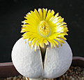 Нажмите на изображение для увеличения.

Название:	Dinteranthus_pole-evansii.jpg
Просмотров:	152
Размер:	72.4 Кб
ID:	319665