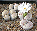 Нажмите на изображение для увеличения.

Название:	Lithops_julii_fulleri_C062.jpg
Просмотров:	139
Размер:	95.0 Кб
ID:	319666
