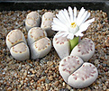 Нажмите на изображение для увеличения.

Название:	Lithops_julii_fulleri_C062.jpg
Просмотров:	122
Размер:	95.0 Кб
ID:	319666