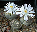 Нажмите на изображение для увеличения.

Название:	Lithops_karasmontana_bella_C143A.jpg
Просмотров:	126
Размер:	94.2 Кб
ID:	319667