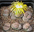 Нажмите на изображение для увеличения.

Название:	Lithops_olivaceae_nebrownii_C162B.jpg
Просмотров:	145
Размер:	95.4 Кб
ID:	319668