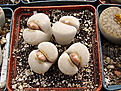 Нажмите на изображение для увеличения.

Название:	Lithops_jullii.jpg
Просмотров:	142
Размер:	227.5 Кб
ID:	319671