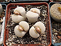 Нажмите на изображение для увеличения.

Название:	Lithops_jullii.jpg
Просмотров:	129
Размер:	227.5 Кб
ID:	319671