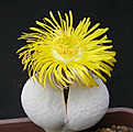 Нажмите на изображение для увеличения.

Название:	Dinteranthus_pole-evansii.jpg
Просмотров:	142
Размер:	104.2 Кб
ID:	319672