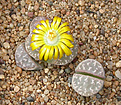 Нажмите на изображение для увеличения.

Название:	Lithops_naureniae_PV1000.jpg
Просмотров:	140
Размер:	158.3 Кб
ID:	319678