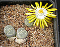 Нажмите на изображение для увеличения.

Название:	Lithops_olivaceae_C055.jpg
Просмотров:	132
Размер:	150.3 Кб
ID:	319679