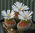 Нажмите на изображение для увеличения.

Название:	Lithops_karasmontana_IMG_9651.jpg
Просмотров:	148
Размер:	79.3 Кб
ID:	319681
