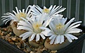 Нажмите на изображение для увеличения.

Название:	Lithops_karasmontana_IMG_9655.jpg
Просмотров:	124
Размер:	66.9 Кб
ID:	319682