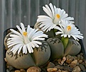Нажмите на изображение для увеличения.

Название:	Lithops_karasmontana_ssp_bella_IMG_9642.jpg
Просмотров:	132
Размер:	73.1 Кб
ID:	319683