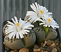 Нажмите на изображение для увеличения.

Название:	Lithops_karasmontana_ssp_bella_IMG_9642.jpg
Просмотров:	115
Размер:	73.1 Кб
ID:	319683