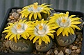 Нажмите на изображение для увеличения.

Название:	Lithops_otzeniana_IMG_9632.jpg
Просмотров:	120
Размер:	66.5 Кб
ID:	319684