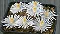 Нажмите на изображение для увеличения.

Название:	Lithops_salicola_C86_IMG_9638.jpg
Просмотров:	132
Размер:	72.2 Кб
ID:	319685