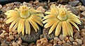 Нажмите на изображение для увеличения.

Название:	Lithops_verruculosa_C95_IMG_9663.jpg
Просмотров:	127
Размер:	72.1 Кб
ID:	319686