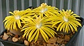 Нажмите на изображение для увеличения.

Название:	Lithops_aucampiae_C257_IMG_9667.jpg
Просмотров:	138
Размер:	71.4 Кб
ID:	319687