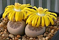 Нажмите на изображение для увеличения.

Название:	Lithops_dinteri_C206_IMG_9675.jpg
Просмотров:	141
Размер:	70.2 Кб
ID:	319688