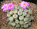 Нажмите на изображение для увеличения.

Название:	Conophytum_sellatum.jpg
Просмотров:	164
Размер:	128.5 Кб
ID:	319697