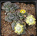 Нажмите на изображение для увеличения.

Название:	Titanopsis_calcarea.jpg
Просмотров:	175
Размер:	170.2 Кб
ID:	319702