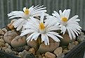 Нажмите на изображение для увеличения.

Название:	Lithops_karasmontana_ssp_eberlanzii_IMG_9737.jpg
Просмотров:	150
Размер:	61.7 Кб
ID:	319704