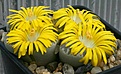 Нажмите на изображение для увеличения.

Название:	Lithops_helmutii_C271_IMG_9749.jpg
Просмотров:	154
Размер:	66.5 Кб
ID:	319705