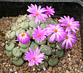 Нажмите на изображение для увеличения.

Название:	Conophytum_sellatum.jpg
Просмотров:	154
Размер:	127.8 Кб
ID:	319706