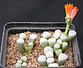 Нажмите на изображение для увеличения.

Название:	Fenestraria_rhopalophylla_Fireworth.jpg
Просмотров:	163
Размер:	110.7 Кб
ID:	319707