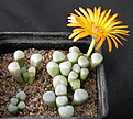 Нажмите на изображение для увеличения.

Название:	Fenestraria_rhopalophylla_Fireworth_2.jpg
Просмотров:	152
Размер:	120.9 Кб
ID:	319708