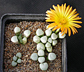 Нажмите на изображение для увеличения.

Название:	Fenestraria_rhopalophylla_Fireworth_3.jpg
Просмотров:	162
Размер:	122.8 Кб
ID:	319709