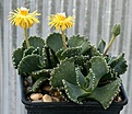 Нажмите на изображение для увеличения.

Название:	Aloinopsis_malherbei_IMG_0079.jpg
Просмотров:	163
Размер:	82.9 Кб
ID:	319711