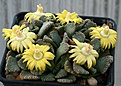 Нажмите на изображение для увеличения.

Название:	Titanopsis_calcarea_fulleri_Prieska_IMG_0089.jpg
Просмотров:	162
Размер:	84.1 Кб
ID:	319712