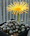 Нажмите на изображение для увеличения.

Название:	Fenestraria_rhopalophylla_ssp_aurantiaca_cv_Fireworth_IMG_0097.jpg
Просмотров:	169
Размер:	82.0 Кб
ID:	319713