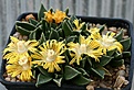 Нажмите на изображение для увеличения.

Название:	Nananthus_vittatus_transvaalensis_GriqualandW_IMG_0102.jpg
Просмотров:	151
Размер:	84.9 Кб
ID:	319714
