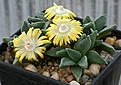 Нажмите на изображение для увеличения.

Название:	Nananthus_vittatus_FauresmithOFS_IMG_0109.jpg
Просмотров:	161
Размер:	76.4 Кб
ID:	319715