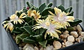 Нажмите на изображение для увеличения.

Название:	Nananthus_aloides_wilmaniae_GriqualandWest_IMG_0114.jpg
Просмотров:	156
Размер:	70.6 Кб
ID:	319716
