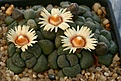 Нажмите на изображение для увеличения.

Название:	Aloinopsis_schooneesii_IMG_1116.jpg
Просмотров:	146
Размер:	101.8 Кб
ID:	319724
