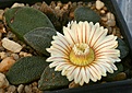 Нажмите на изображение для увеличения.

Название:	Aloinopsis_rubrolineata_Kendrew_IMG_1125.jpg
Просмотров:	147
Размер:	84.9 Кб
ID:	319725