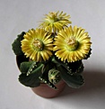 Нажмите на изображение для увеличения.

Название:	Aloinopsis malherbei-56.jpg
Просмотров:	153
Размер:	40.0 Кб
ID:	319740
