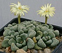 Нажмите на изображение для увеличения.

Название:	Titanopsis_schwantesii_primosii_Gamoep_IMG_2617.jpg
Просмотров:	137
Размер:	107.4 Кб
ID:	319746